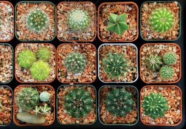 Yukarıdan görülen küçük güzel kaktüs tencerede, çeşitli.