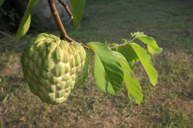 Şeker elma veya muhallebi ağaçta büyüyen elma.