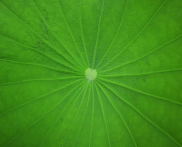 Лотоса листя фону — стокове фото