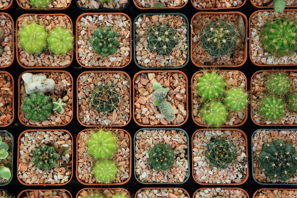 Variedad de pequeño cactus hermoso en la olla, visto desde arriba . —  Fotos de Stock