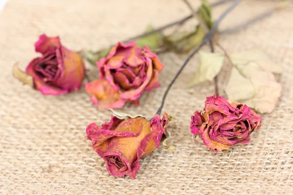 Rosas entrelazadas sobre fondo de saco . — Foto de Stock