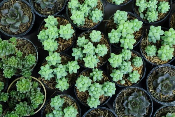 Variedad de pequeñas y hermosas suculentas de cactus en la maceta . —  Fotos de Stock