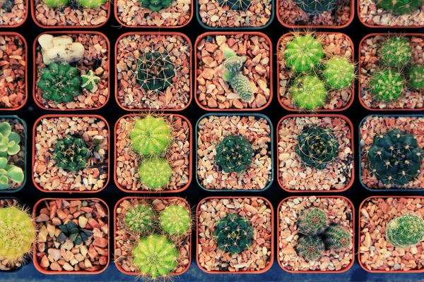 Variedad de pequeños cactus hermosos en la olla, estilo vintage . —  Fotos de Stock