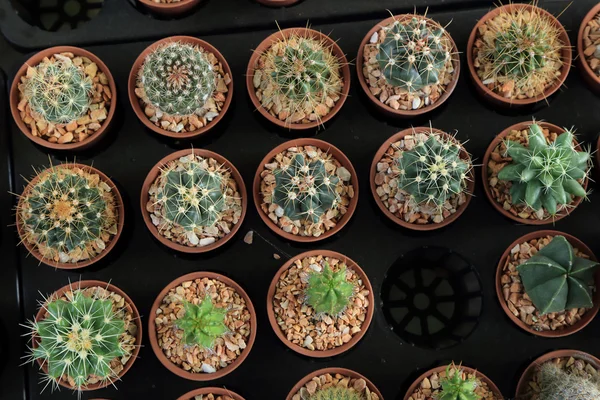 Variedad de pequeño cactus hermoso en la olla, visto desde arriba . —  Fotos de Stock
