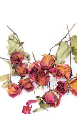 Whithered gül beyaz arka plan üzerinde.