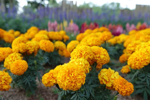 Flores amarillas de caléndula en el jardín. — Foto de Stock