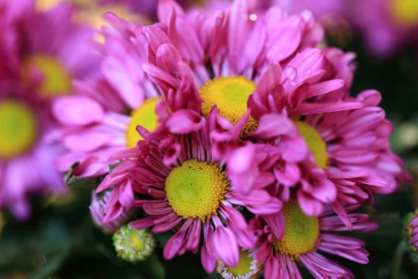 Roze chrysant bloemen boeket voor achtergrond, selectieve foc — Stockfoto