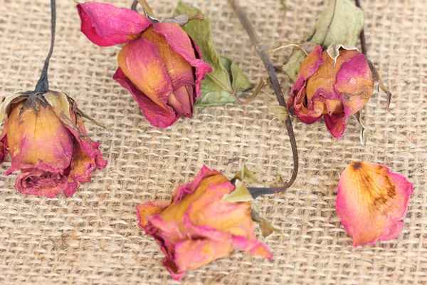 Whithered τριαντάφυλλα σε λινάτσα φόντο. — Φωτογραφία Αρχείου