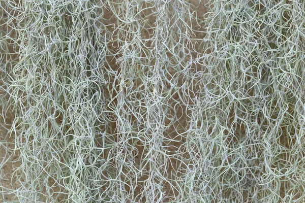 Arka plan için İspanyolca Moss veya Tillandsia usneoides bitki. — Stok fotoğraf