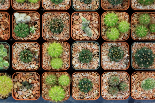 Variedad de pequeño cactus hermoso en la olla, visto desde arriba . —  Fotos de Stock