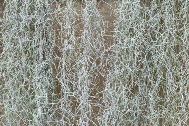 Arka plan için İspanyolca Moss veya Tillandsia usneoides bitki.
