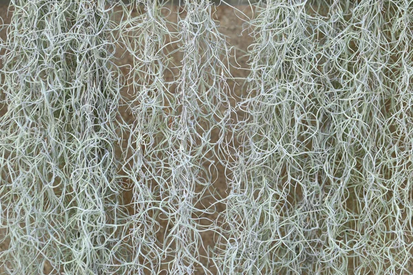 Moss espanhol ou Tillandsia usneoides planta para fundo . — Fotografia de Stock