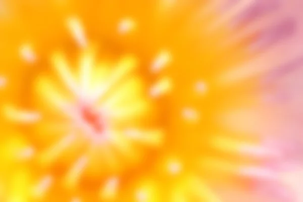 Suddig bild av näckros pollen som abstrakt bakgrund. — Stockfoto