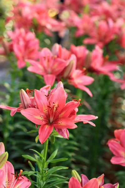 Pembe lily Çiçek Bahçe. — Stok fotoğraf