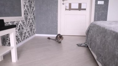 Büyük Turuncu Gözlü Kedi kameraya yakından bakıyor. Cats Nose ve Mouth 'un yakın çekimi. İngiliz Kedisi.