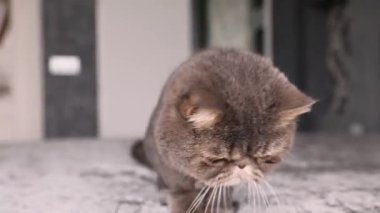 Büyük çizgili kedi bir yatağa uzanıyor ve kameraya bakıyor. Kapatın. Güneşli bir gün.