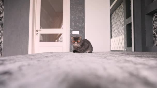 Подстриженная кошка. серый красивый кот. стрижка кошек. питомец Экзотический кот — стоковое видео