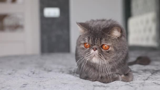 Кот с большими оранжевыми глазами крупным планом смотрит в камеру. Кошачий нос и рот крупным планом. Британская кошка. — стоковое видео