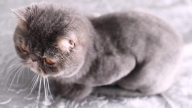 Kesilmiş kedi. Gri güzel kedi. Kedi tıraşı. Evcil hayvan. Egzotik kedi