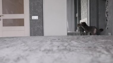 Büyük Turuncu Gözlü Kedi kameraya yakından bakıyor. Cats Nose ve Mouth 'un yakın çekimi. İngiliz Kedisi.