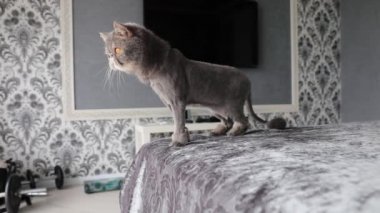 Kesilmiş kedi. Gri güzel kedi. Kedi tıraşı. Evcil hayvan. Egzotik kedi