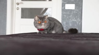 Büyük Turuncu Gözlü Kedi kameraya yakından bakıyor. Cats Nose ve Mouth 'un yakın çekimi. İngiliz Kedisi.