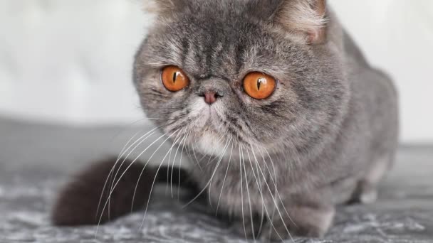 Macska nagy narancssárga szemekkel közelről nézi a kamerát. Macskaorr és száj közelkép. Brit macska. — Stock videók