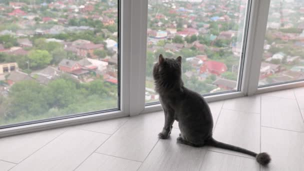 Che bello. Primo piano di un bel gatto adulto dai capelli corti grigio guarda fuori dalla finestra — Video Stock