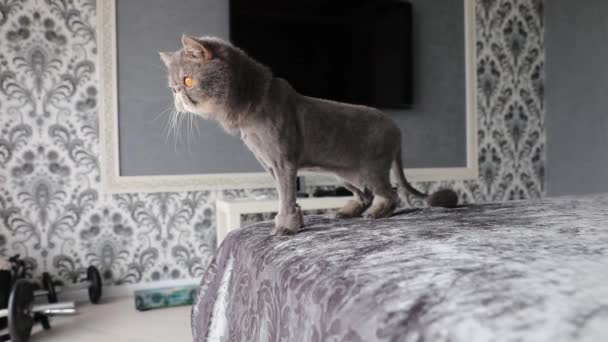 修剪过的猫灰色美丽的猫。a猫的发型。宠物。异装癖猫 — 图库视频影像