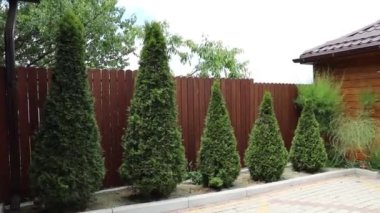 Yaz arkaplanı. yeşil güzel bahçe. Yaz konsepti