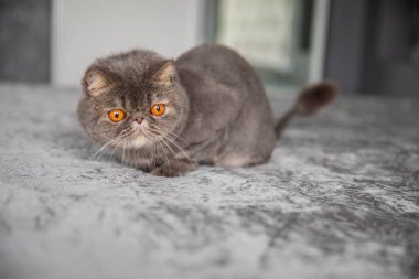 Gri güzel kedi. Kesilmiş kedi. Kedi tıraşı. Evcil hayvan. Egzotik kedi