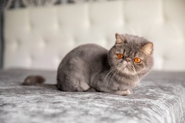 Gri güzel kedi. Kesilmiş kedi. Kedi tıraşı. Evcil hayvan. Egzotik kedi