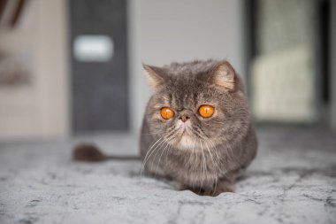 Gri güzel kedi. Kesilmiş kedi. Kedi tıraşı. Evcil hayvan. Egzotik kedi