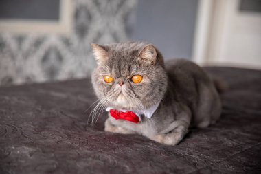 Kelebekli güzel gri kedi. Boynunda kelebek olan kedi.