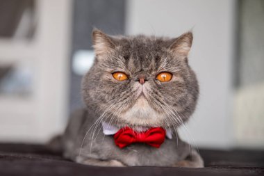 Boynunda kelebek olan kedi..