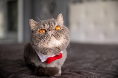 Kelebekli güzel gri kedi. Boynunda kelebek olan kedi. Kedi yukarı bakıyor..