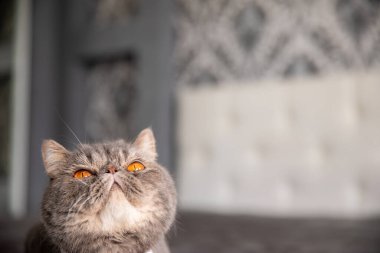 Kelebekli güzel gri kedi. Boynunda kelebek olan kedi. Kedi yukarı bakıyor. Boşluğu kopyala