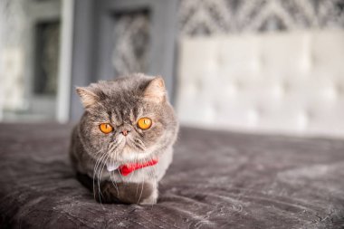 Kelebekli güzel gri kedi. Boynunda kelebek olan kedi. Boşluğu kopyala