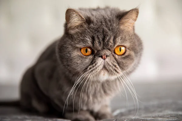 Gris Beau Chat Avec Grands Yeux Jaunes — Photo