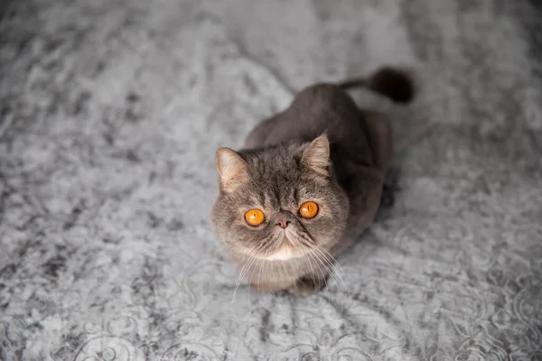 Gri Güzel Kedi Kesilmiş Kedi Kedi Tıraşı Evcil Hayvan Egzotik — Stok fotoğraf