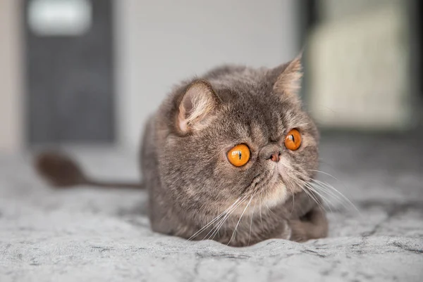 Gato Bonito Cinza Com Grandes Olhos Amarelos — Fotografia de Stock