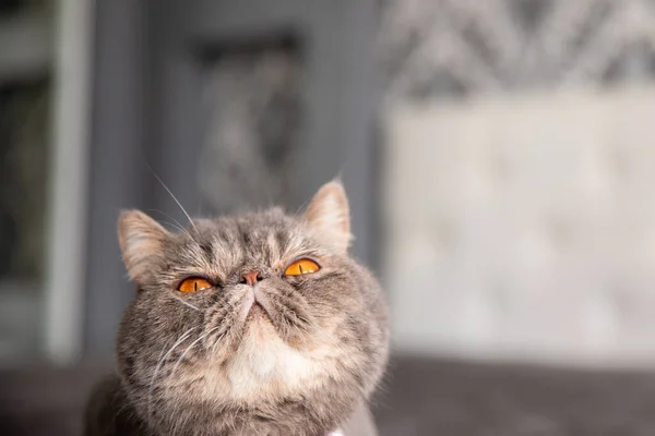 Kelebekli Güzel Gri Kedi Boynunda Kelebek Olan Kedi Kedi Yukarı — Stok fotoğraf