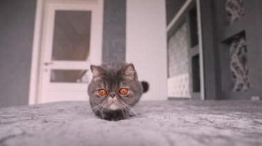 Beyaz arka planda İngiliz kısa mesafe kedisi. İngiliz kedisi soyutlanmış