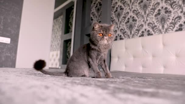 Britische Kurzhaarkatze Auf Weißem Hintergrund Britische Katze Isoliert — Stockvideo