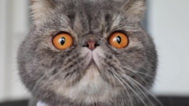 Beyaz arka planda İngiliz kısa mesafe kedisi. İngiliz kedisi soyutlanmış