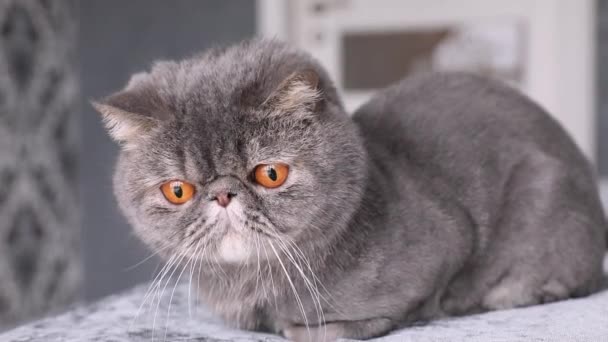 영국의 고양이는 배경에 영국산 고양이 외따로 떨어져 — 비디오