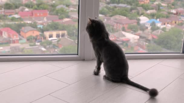 美しい灰色の短髪の大人の猫は窓の外を見る — ストック動画