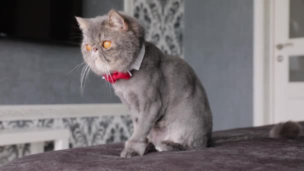 Hermoso Gato Gris Con Corbata Mariposa Gato Con Mariposa Cuello — Vídeos de Stock