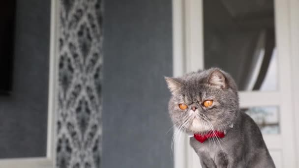 漂亮的灰猫 有蝴蝶领带 猫脖子上挂着蝴蝶 — 图库视频影像