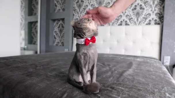 Красивий Сірий Кіт Випрасується Рукою Домашня Тварина Догляд Повільний Рух — стокове відео